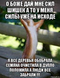 о боже дай мне сил шишек а то у меня силы уже на исходе я все деревья обобрала семяна очистила в дупло положила а люди все забрали !!!