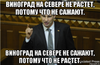 виноград на севере не растет, потому что не сажают. виноград на севере не сажают, потому что не растет.