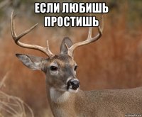 если любишь простишь 