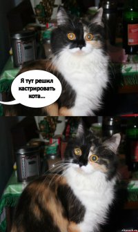 Я тут решил кастрировать кота...