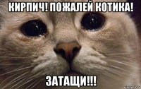 кирпич! пожалей котика! затащи!!!