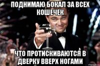 поднимаю бокал за всех кошечек что протискиваются в дверку вверх ногами