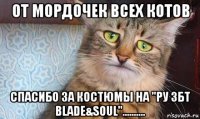 от мордочек всех котов спасибо за костюмы на "ру збт blade&soul"..........