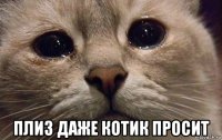  плиз даже котик просит