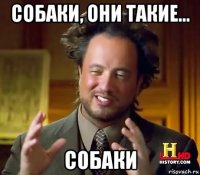 собаки, они такие... собаки