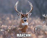  максим