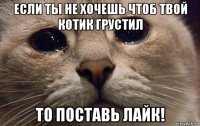 если ты не хочешь чтоб твой котик грустил то поставь лайк!