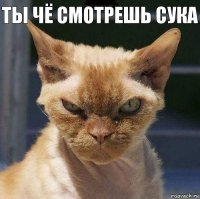 Ты чё смотрешь сука 