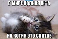 в мире полная ж**а но котик это святое