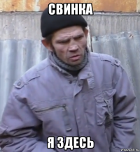 свинка я здесь