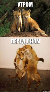 утром перед сном