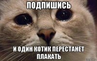 подпишись и один котик перестанет плакать