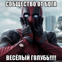 собщество от бога весёлый голубь!!!!