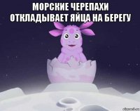 морские черепахи откладывает яйца на берегу 