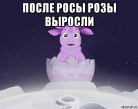 после росы розы выросли 