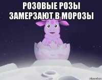 розовые розы замерзают в морозы 