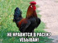  не нравится в расеи? уёбывай!