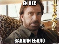 ей пёс завали ебало