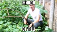 живой огурец