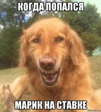 когда попался марик на ставке