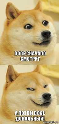 DOGE сначало смотрит а потом DOGE довольный!