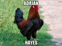 adrian hayes