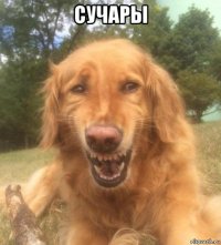 сучары 