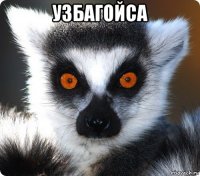 узбагойса 