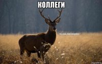 коллеги 