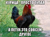 курица - просто тупая а петух это совсем другое