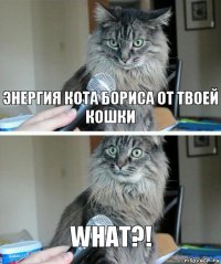 ЭНЕРГИЯ КОТА БОРИСА ОТ ТВОЕЙ КОШКИ WHAT?!