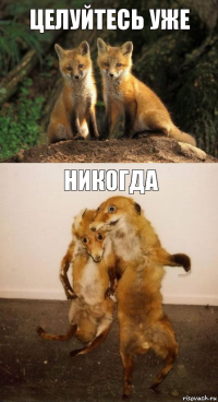 ЦЕЛУЙТЕСЬ УЖЕ НИКОГДА