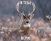 я тебе верю