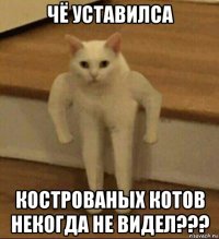 чё уставилса кострованых котов некогда не видел???