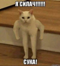 я силач!!!!!! сука!