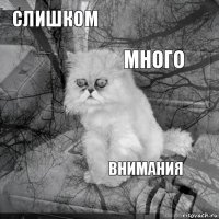 СЛИШКОМ  МНОГО    ВНИМАНИЯ   