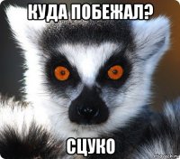 куда побежал? сцуко