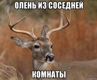 олень из соседней комнаты