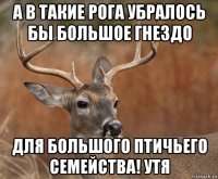 а в такие рога убралось бы большое гнездо для большого птичьего семейства! утя