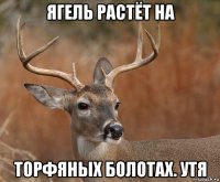 ягель растёт на торфяных болотах. утя