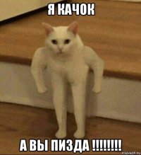 я качок а вы пизда !!!!!!!!