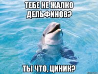 тебе не жалко дельфинов? ты что, циник?