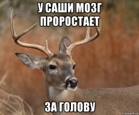 у саши мозг проростает за голову