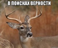 в поисках верности 