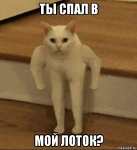 ты спал в мой лоток?