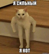 я сильный я кот