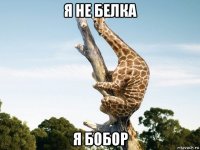 я не белка я бобор