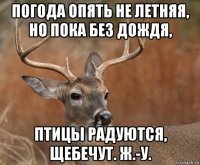 погода опять не летняя, но пока без дождя, птицы радуются, щебечут. ж.-у.