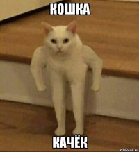 кошка качёк