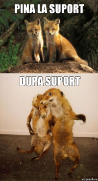 Pina la Suport Dupa suport